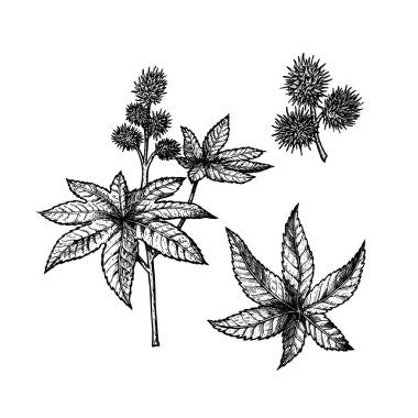 El castor dizi çekilmiş. Vintage vektör kroki