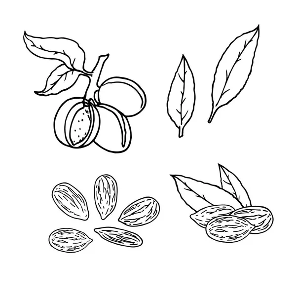 Seperangkat kacang almond linear. Gambar garis vektor - Stok Vektor