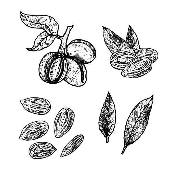 Conjunto dibujado a mano de almendras. Bosquejo vectorial Vintage — Vector de stock