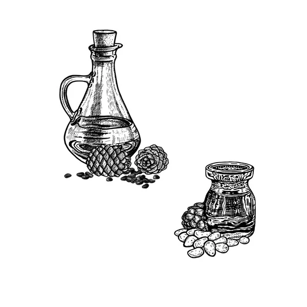 Schizzo disegnato a mano di olio di pinoli. Estratto di pianta. Illustrazione vettoriale — Vettoriale Stock