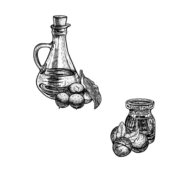 Dibujo dibujado a mano de aceite de macadamia. Extracto de planta. Ilustración vectorial — Vector de stock