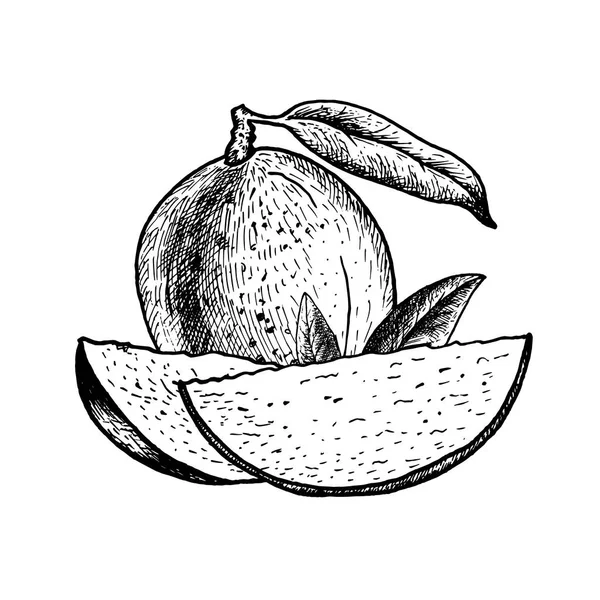 Ensemble de mangue dessiné à la main. Croquis vectoriel vintage — Image vectorielle