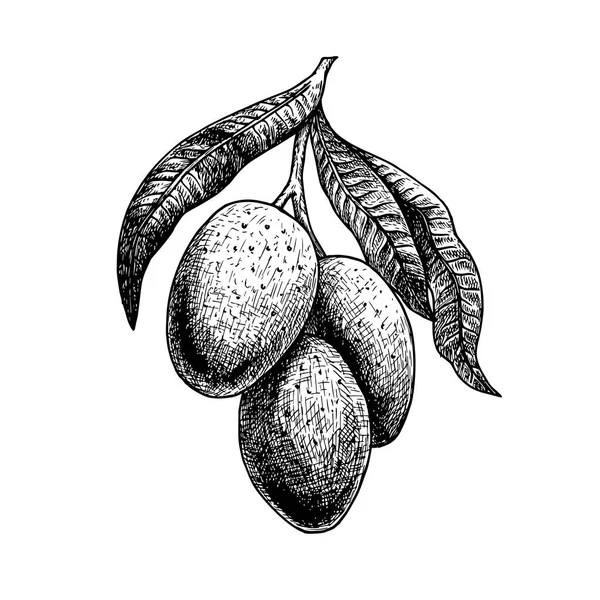 Handgezeichnetes Set von Mango. Vektor-Skizze — Stockvektor