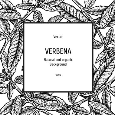 El verbena arka plan çekilmiş. Bitkisel desen. Bitki vektör çizimi. Ambalaj için düzen tasarım