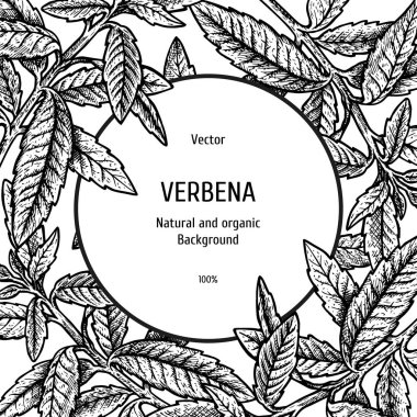El verbena arka plan çekilmiş. Bitkisel desen. Bitki vektör çizimi. Ambalaj için düzen tasarım