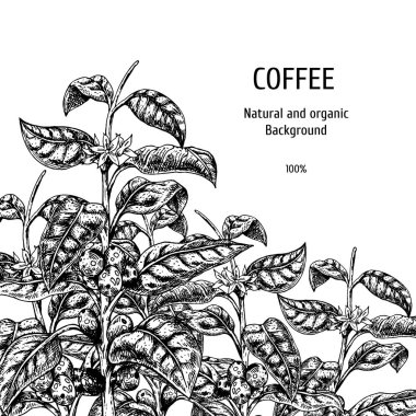 Kahve kroki ile arka plan. Vintage vektör arka plan. Vektör elle çizilmiş bırakır. Ambalaj için düzen tasarım