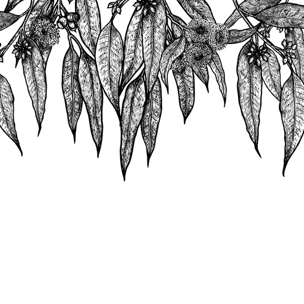 Kézzel rajzolt eukaliptusz háttér. Gyógynövény mintával. Vektoros rajz növény. Elrendezés tervez részére csomagolás — Stock Vector