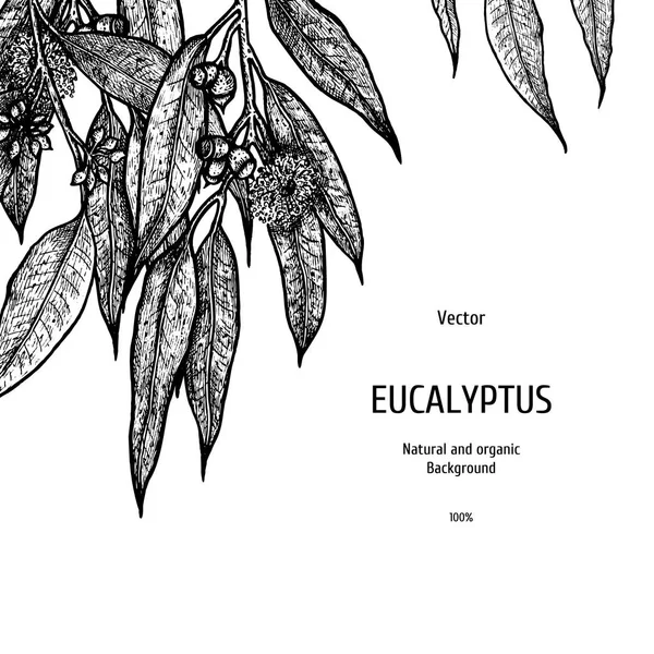 Fond d'eucalyptus dessiné à la main. Modèle à base de plantes. Croquis vectoriel de la plante. Conception de mise en page pour l'emballage — Image vectorielle