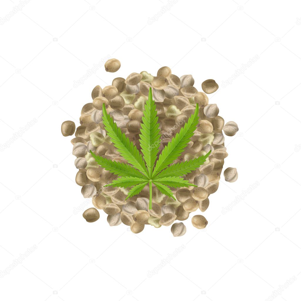Realistic hemp seeds with leaf. Marijuana bunch. Vector illustration.