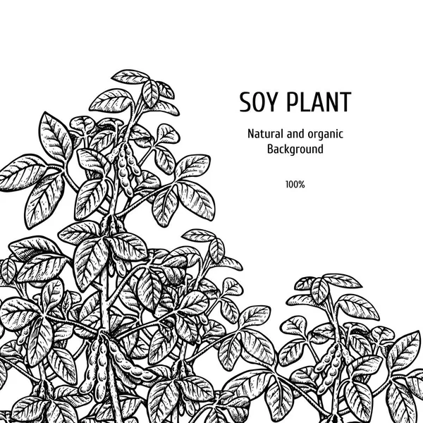 手绘背景与大豆植物。向量例证 — 图库矢量图片