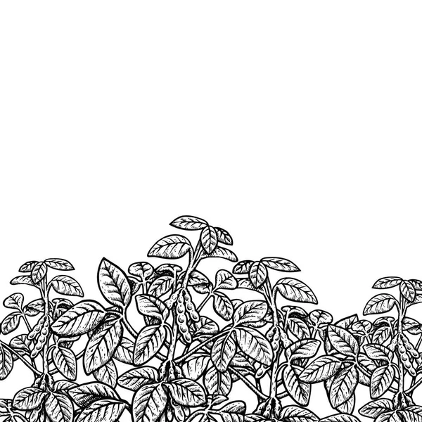 Soya bitki ile el çizilmiş arka plan. Vektör Illustration — Stok Vektör