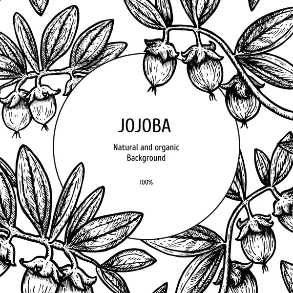 Handritad bakgrund med Jojoba. Vintage vektor skiss — Stock vektor