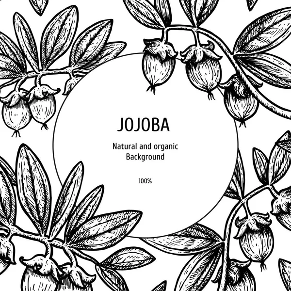 Hand drawn background with jojoba. Vintage vector sketch — Stock Vector