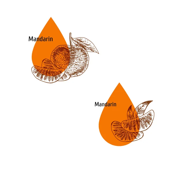 Mandarin peel oil icon set. Hand drawn sketch. Extract of plant. Vector illustration — Stock Vector