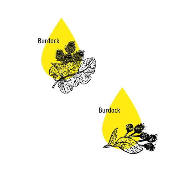 Ikon minyak Burdock ditetapkan. Sketsa gambar tangan. Ekstrak tanaman. Ilustrasi vektor - Stok Vektor