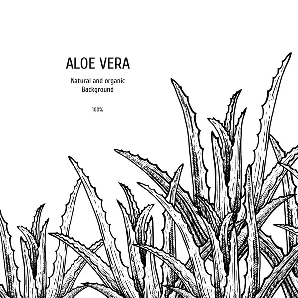 Fundo desenhado à mão com aloe vera. Desenho vetorial vintage — Vetor de Stock