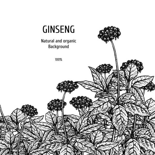 Fundo desenhado à mão com ginseng. Desenho vetorial vintage — Vetor de Stock