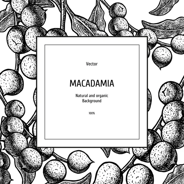 Hand drawn background with macadamia nut. Vintage vector sketch — Stock Vector
