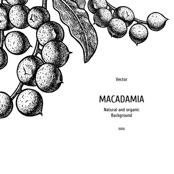 マカダミアナッツで手描きの背景。ヴィンテージベクトルスケッチ — ストックベクタ