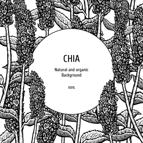 Fond dessiné à la main avec plante de chia. Croquis vectoriel vintage — Image vectorielle