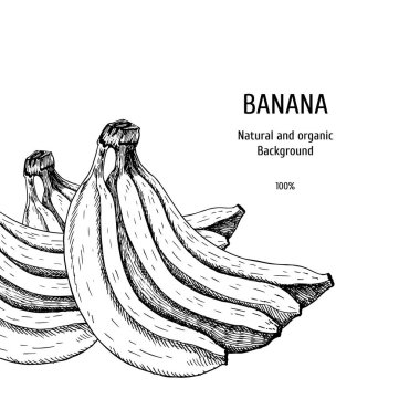 Muz ile elle çizilmiş arka plan. Vintage vektör krokisi