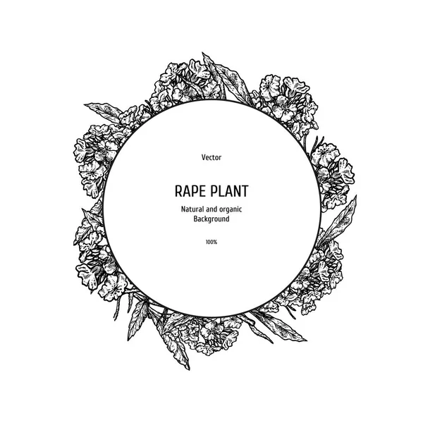Handgezeichneter Hintergrund mit Rapspflanze. Vektor-Skizze — Stockvektor