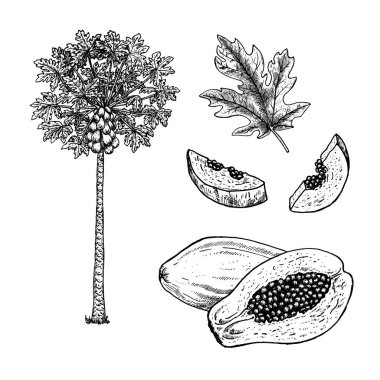 El çizilmiş papaya seti. Siyah-beyaz vektör çizimi