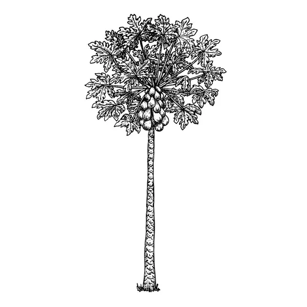 Árbol de papaya con frutas. Bosquejo vectorial blanco y negro — Archivo Imágenes Vectoriales