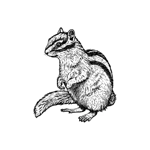 Chipmunk dessiné à la main. Croquis vectoriel. Illustration de l'animal . — Image vectorielle