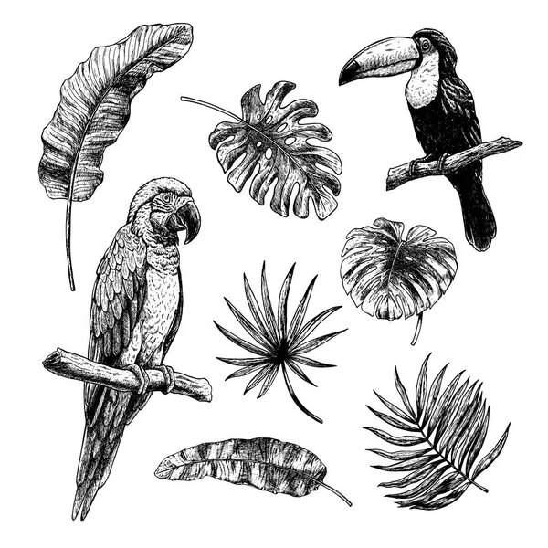 Set da disegno di foglie tropicali con uccelli toucan e pappagallo di ara. Schizzo vettoriale. Illustrazione su sfondo bianco . — Vettoriale Stock