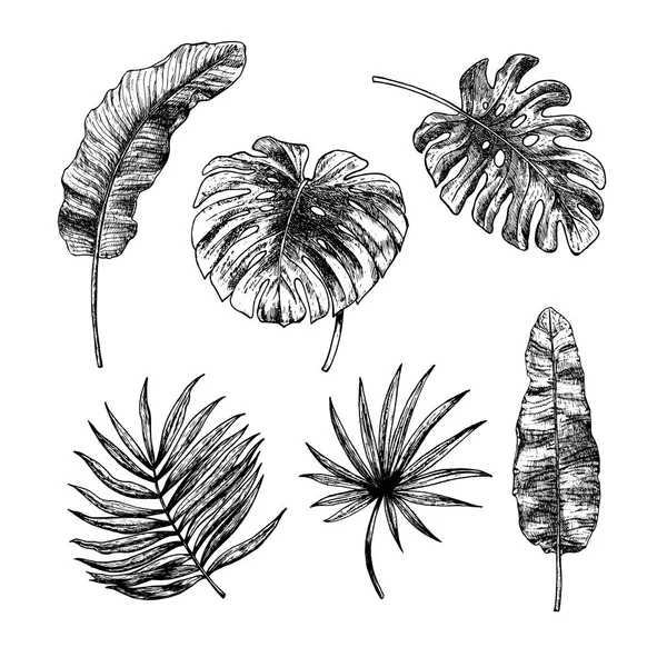 Desenho conjunto de folhas tropicais. Esboço vetorial. Ilustração sobre fundo branco . — Vetor de Stock