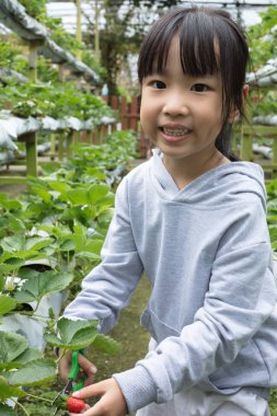 Asyalı küçük Çinli kız açık organik çilek çiftlik taze çilek toplama