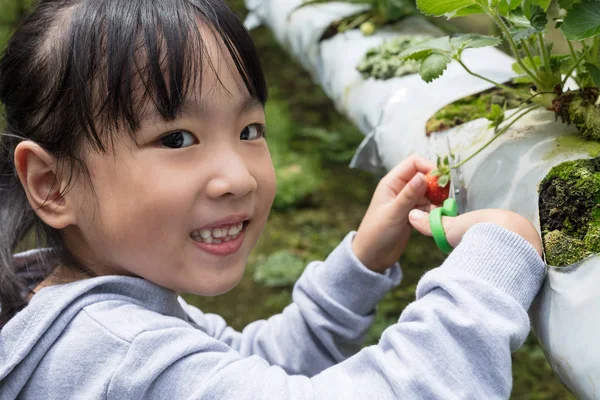 Asyalı küçük Çinli kız açık organik çilek çiftlik taze çilek toplama