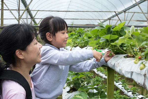 Asiatische Mutter Und Tochter Pflücken Frische Erdbeeren Auf Bio Erdbeerfarm — Stockfoto