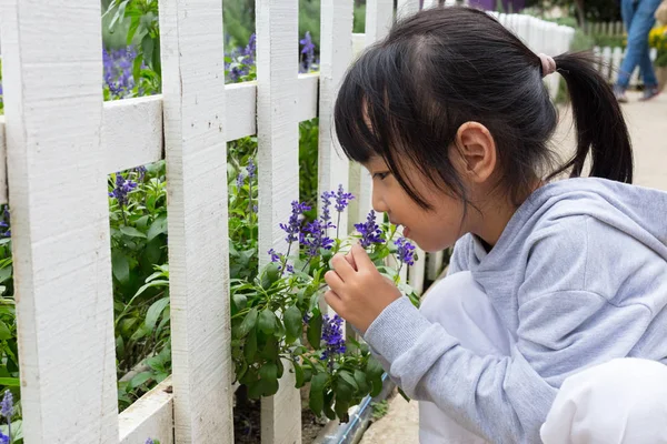 Asian Chinese Little Girl Playing Next Lavender Field Outdoor — Stock Photo, Image
