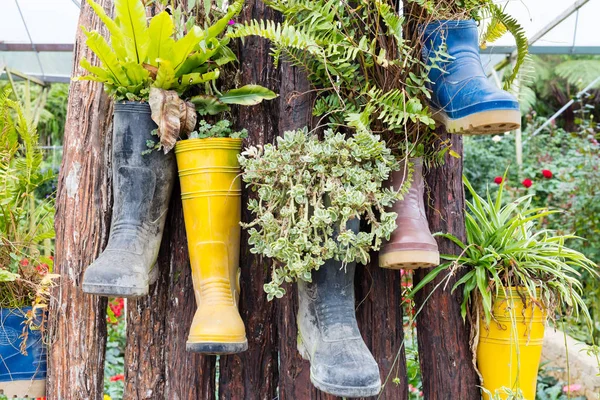 Rubber boots reused with plants hanging on the tree outdoor