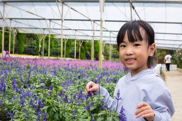 Asiatische Chinesische Kleines Mädchen Posiert Neben Lavendelfeld Freien — Stockfoto