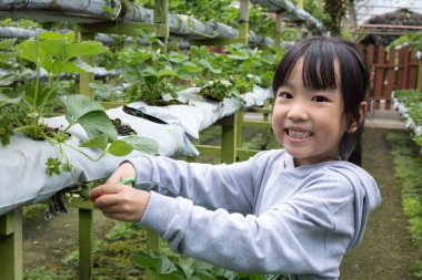 Asyalı küçük Çinli kız açık organik çilek çiftlik taze çilek toplama