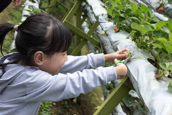 Asiático Poco China Chica Picking Fresco Fresa Orgánico Aire Libre — Foto de Stock