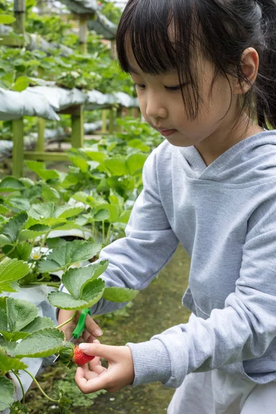 Asiatische Kleine Chinesin Pflückt Frische Erdbeeren Auf Bio Erdbeerfarm Freien — Stockfoto