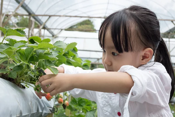 Asiatische Kleine Chinesin Pflückt Frische Erdbeeren Auf Bio Erdbeerfarm Freien — Stockfoto