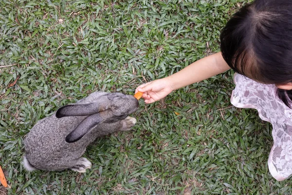 Asiatische Kleine Chinesische Mädchen Fütterung Ein Kaninchen Mit Karotte Freien — Stockfoto