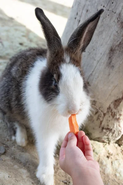 Kinderhände Füttern Ein Kaninchen Mit Karotte Auf Dem Freilandhof — Stockfoto