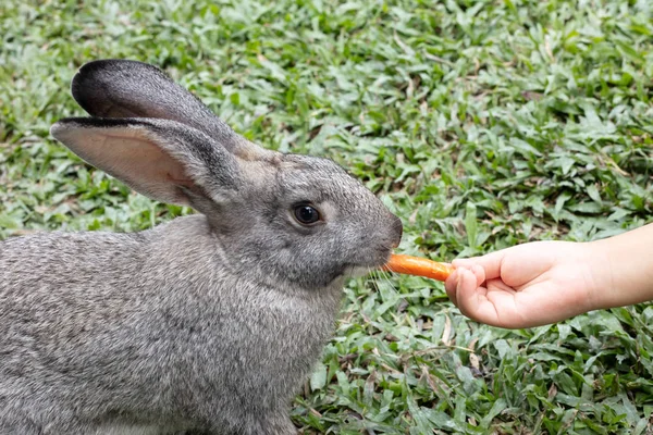 Kinderhände Füttern Ein Kaninchen Mit Karotte Auf Dem Freilandhof — Stockfoto