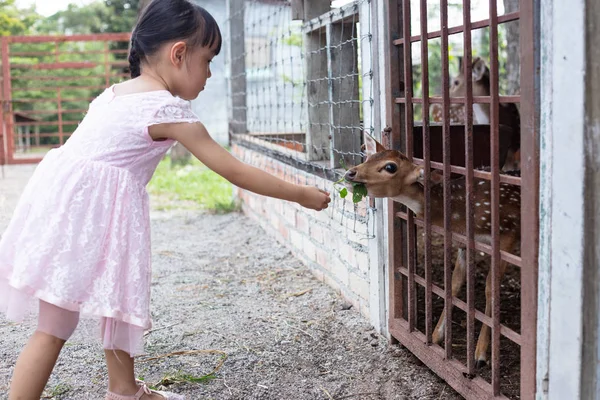 Asian Little Chinese Girl Feeding Deer Outdoor Farm — Stock Photo, Image