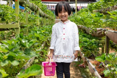 Asya küçük Çinli kız taze çilek toplama