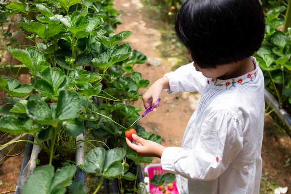 Ásia pouco chinês menina escolher fresco morango — Fotografia de Stock
