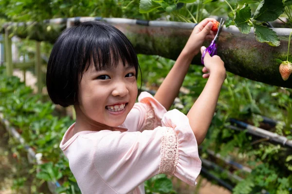 アジアの小さな中国の女の子摘み新鮮なイチゴ — ストック写真