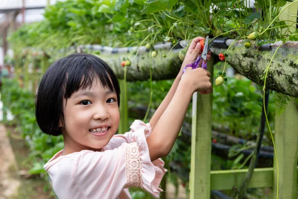 아시아 작은 중국 여자 따기 신선한 딸기 — 스톡 사진
