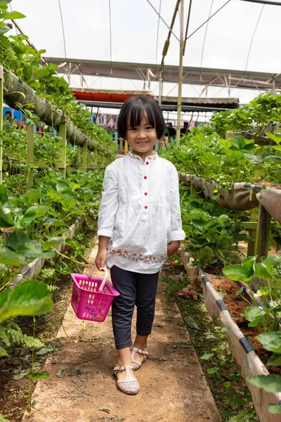 Ásia pouco chinês menina escolher fresco morango — Fotografia de Stock